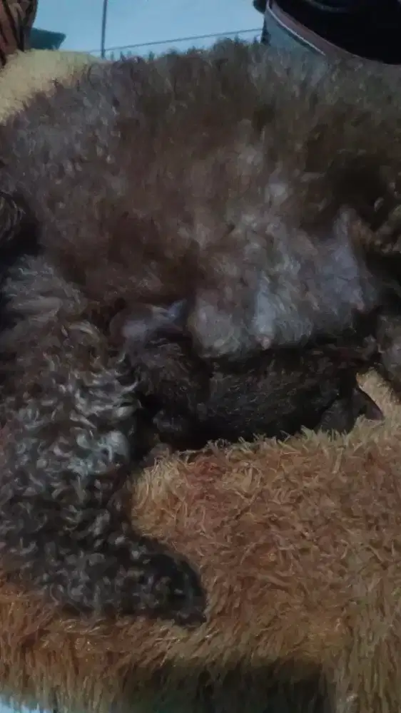 Jual Anak Poodle