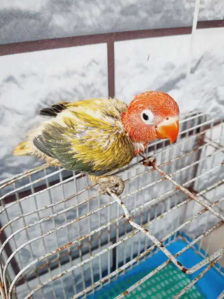 Lovebird anakan Biola Euwing
