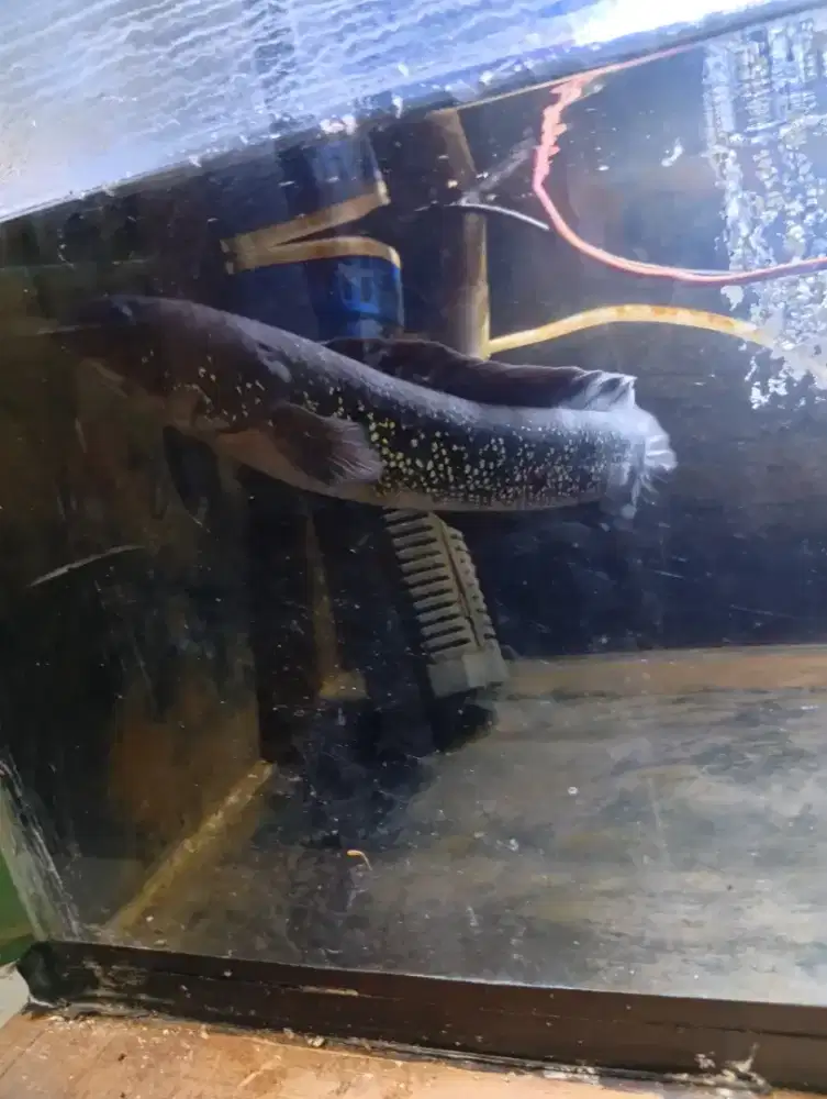 Ikan asiatika dewasa gondrong