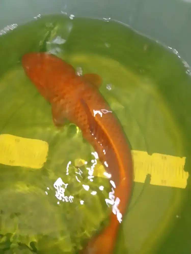 Ikan koi jenis Cagoi 44cm warna tembaga