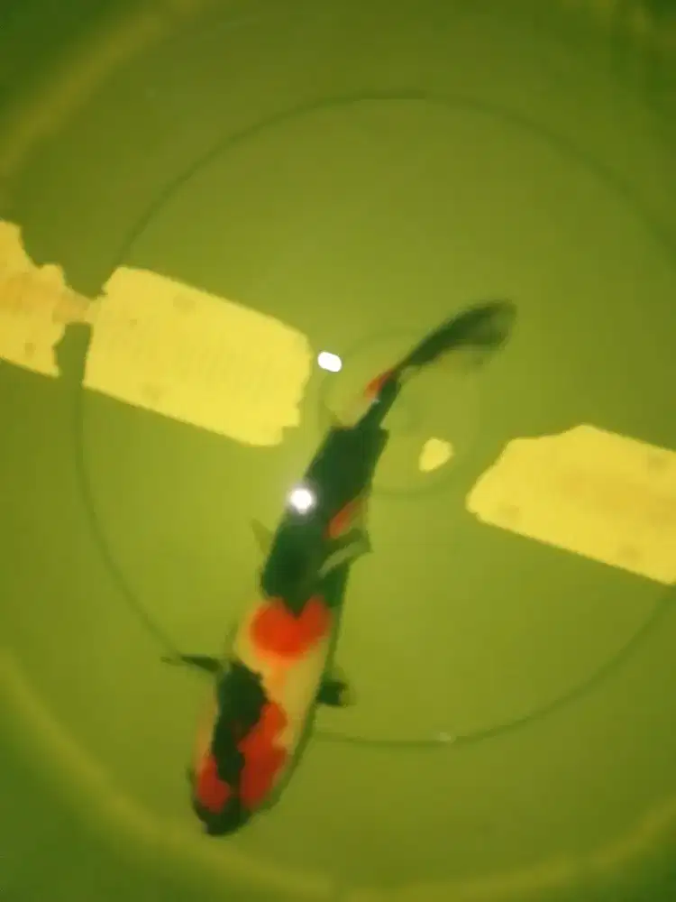 Ikan koi jenis Showa 27cm high quality