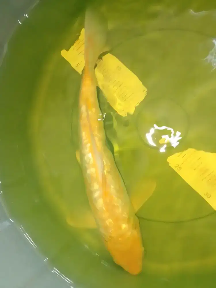 Ikan koi jenis Karashi Aragoke Doitsu 33cm