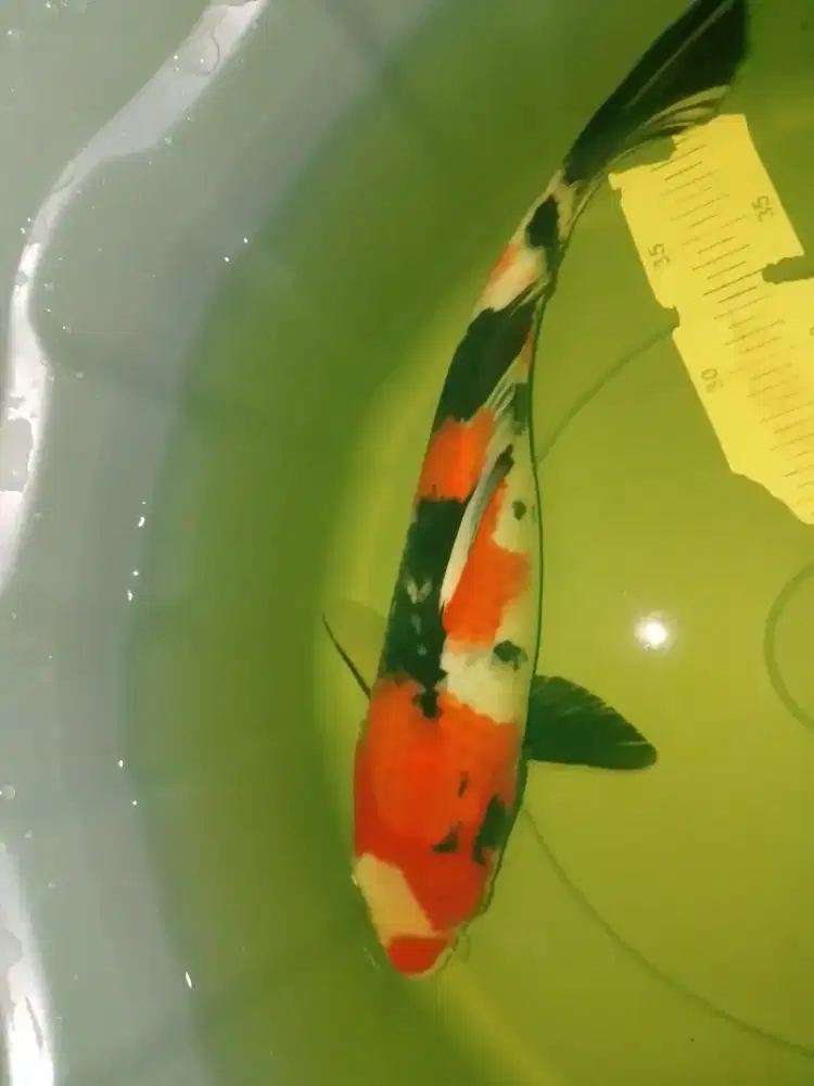 Ikan koi jenis Showa 36cm pola warna strong