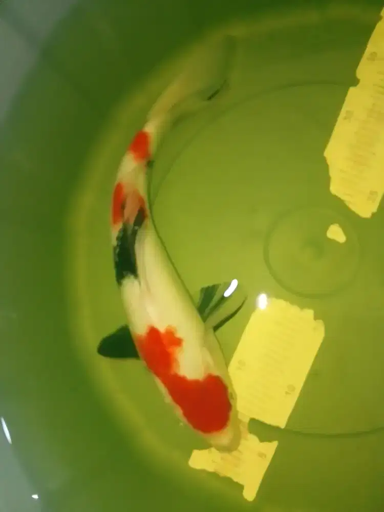Ikan koi jenis Kindai Showa 35cm warna merah