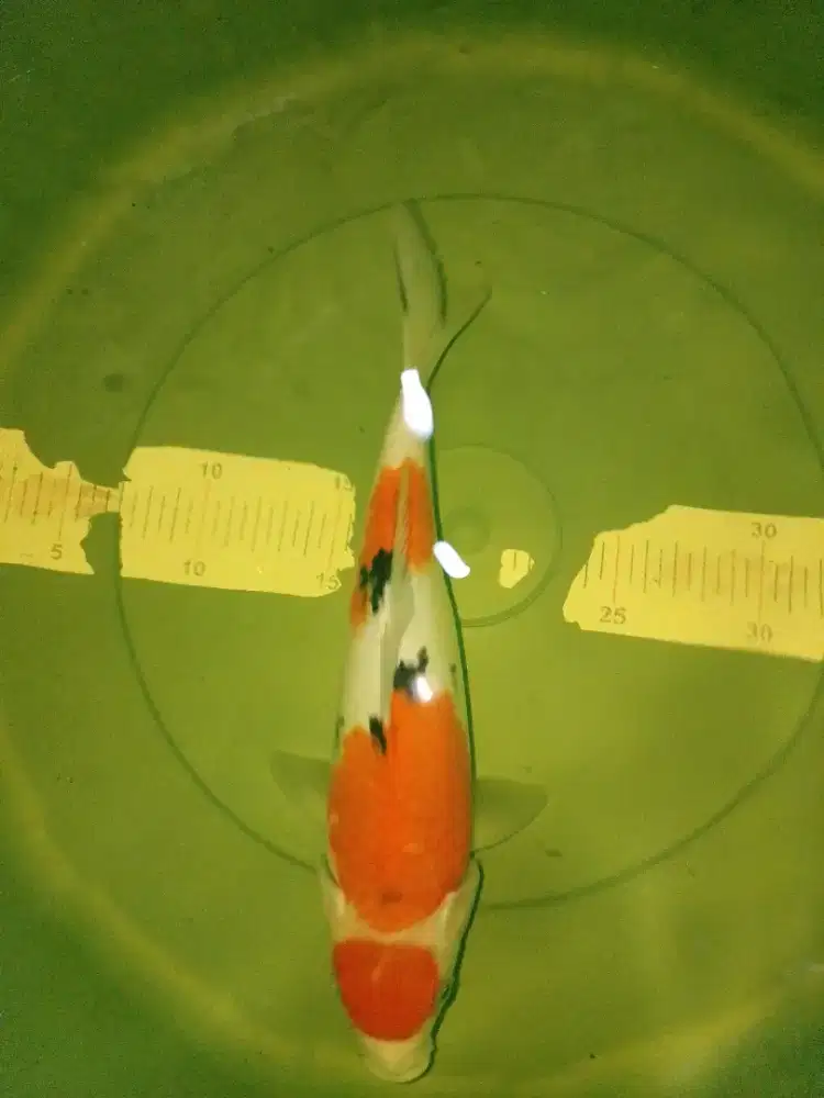 Ikan koi jenis Sanke 28cm