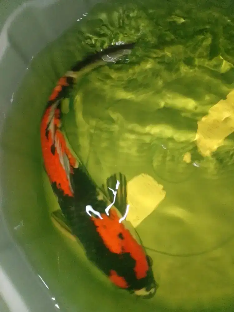 Ikan koi jenis Showa 43cm male pola sangar