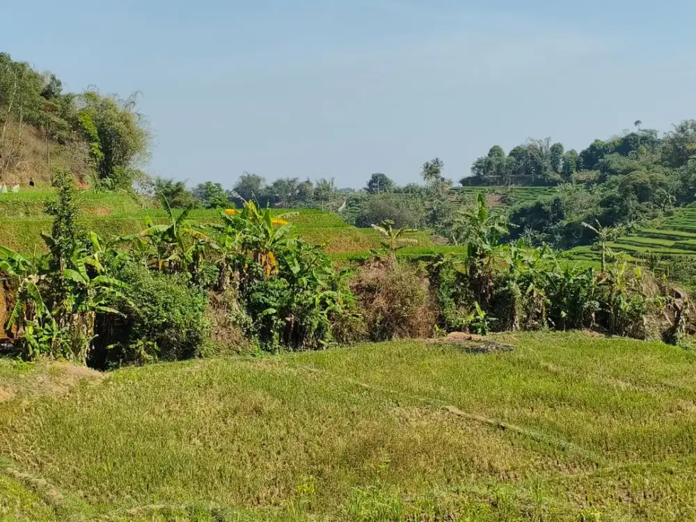 Sawah Produktif 4.700 m² di Darangdan Purwakarta – View Terasering Asri & Air Melimpah