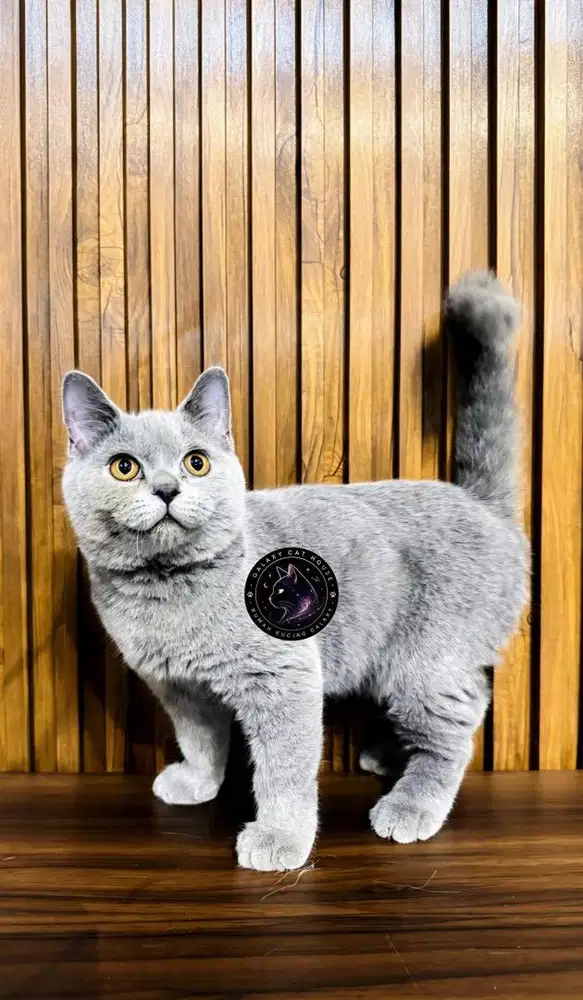 Kucing BSH non ped
