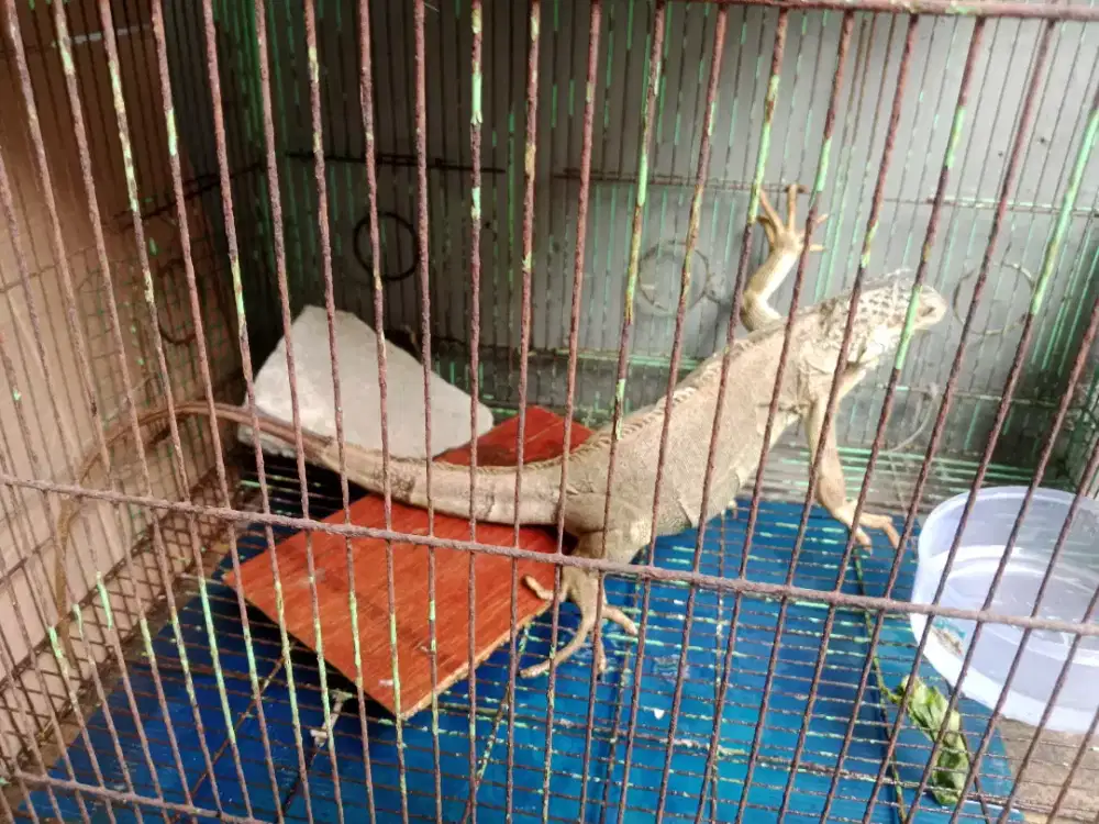 Dijual iguana jenis kelamin betina