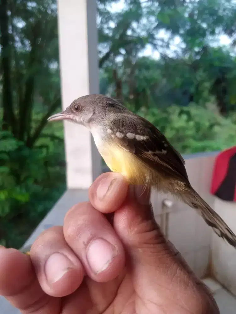 Ciblek semi muda hutan berengan jantan