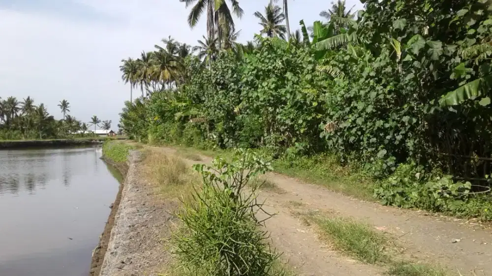 Dijual tanah kebun prospek perumahan