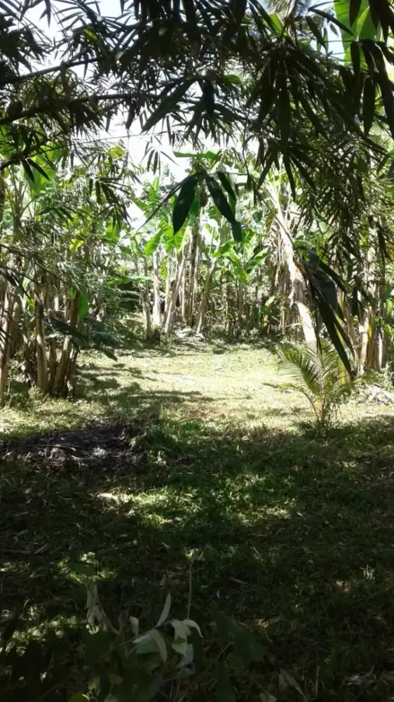 Dijual tanah kebun prospek perumahan