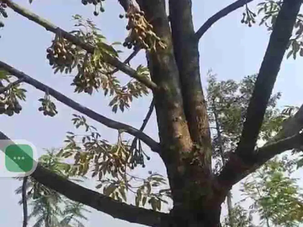 kebun durian sudah buah untuk inves