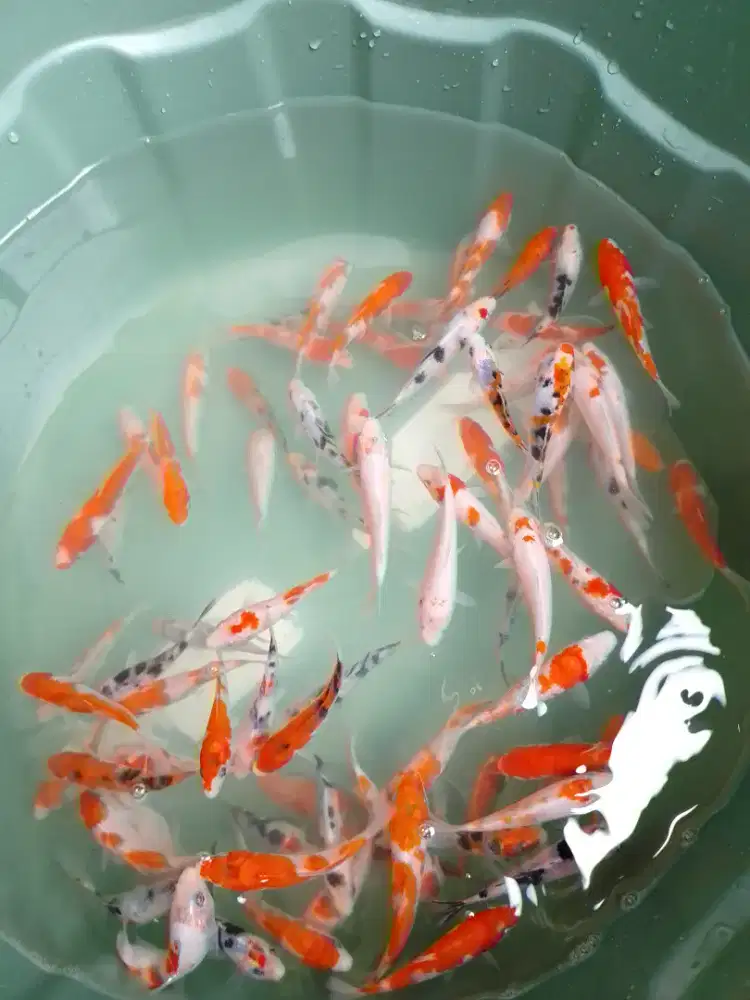 Ikan koi jenis Kohaku, Showa ukuran 7-9cm