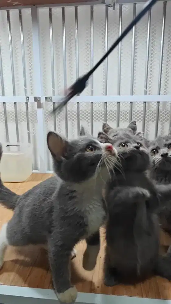 Kucing Bsh british shorthair