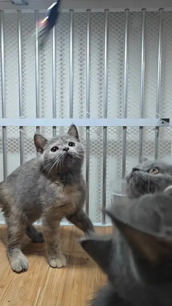 Kucing Bsh britis shothair betina