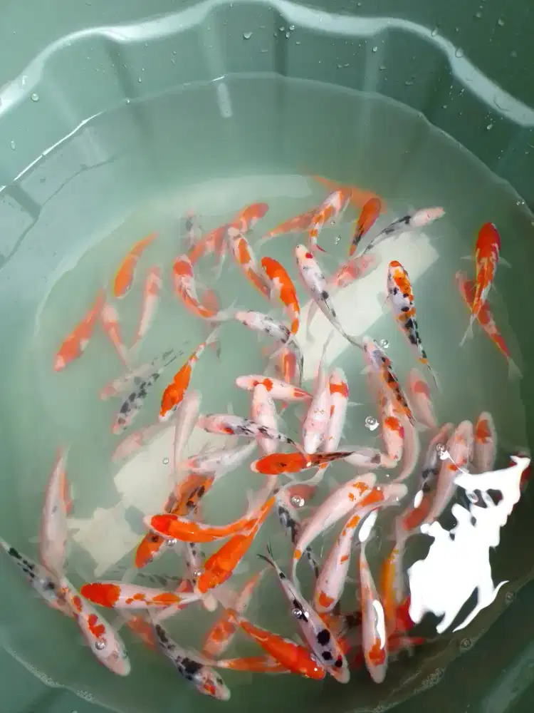Ikan koi jenis Kohaku, Showa 7-9cm Blitar