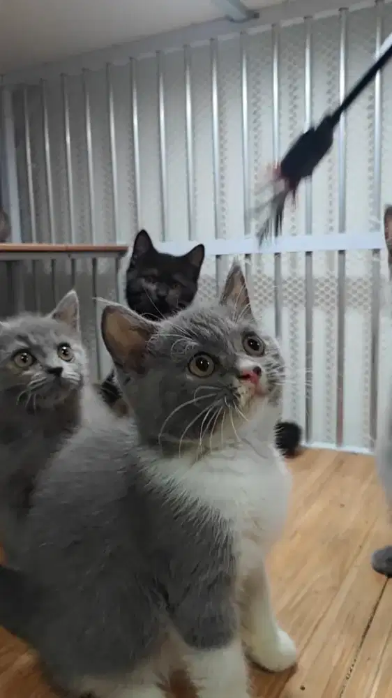 british shorthair BSH