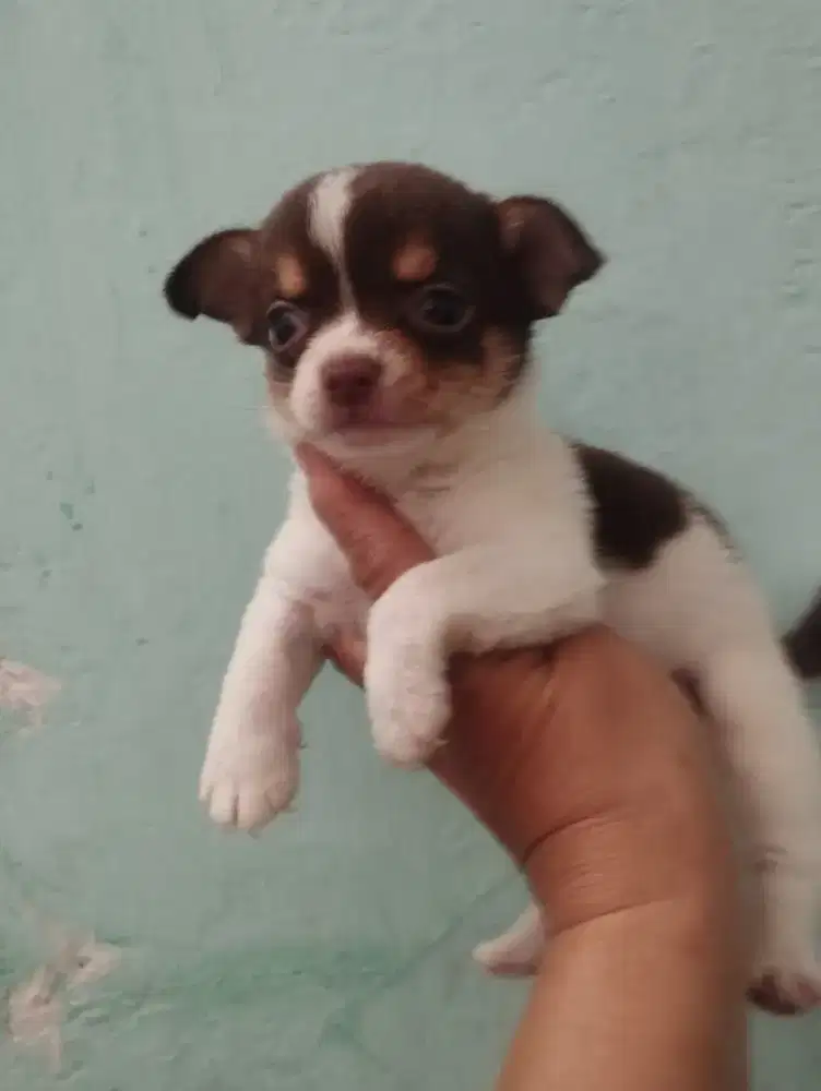 CHIHUAHUA PUPPY