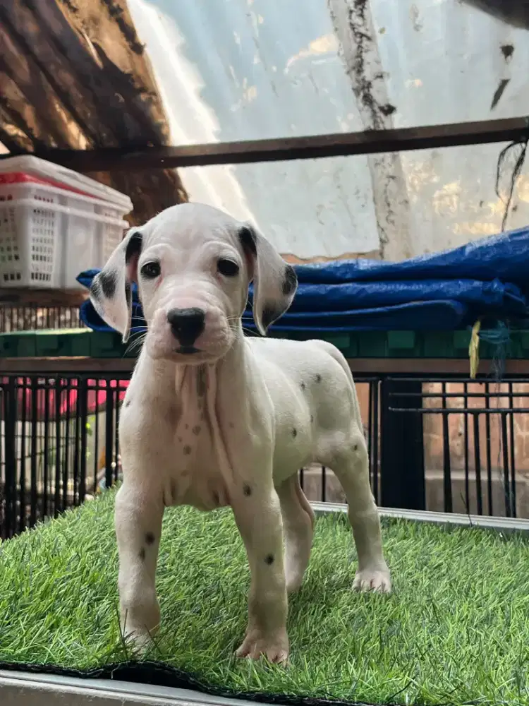 101 DALMATIAN PUPPY