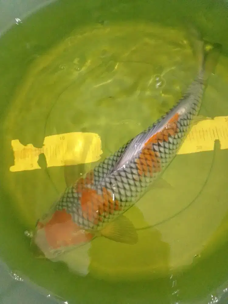 Ikan koi jenis Ochiba size 43cm bagus