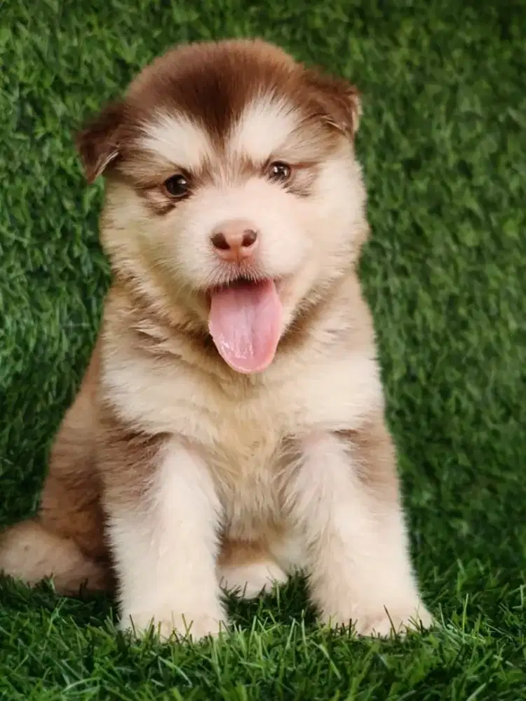 ALASKAN MALAMUTE