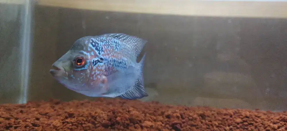 Ikan louhan ukuran 3 jarian murah