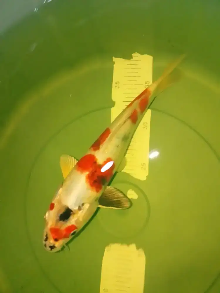 Ikan koi jenis Kin Showa 28cm jarang ada