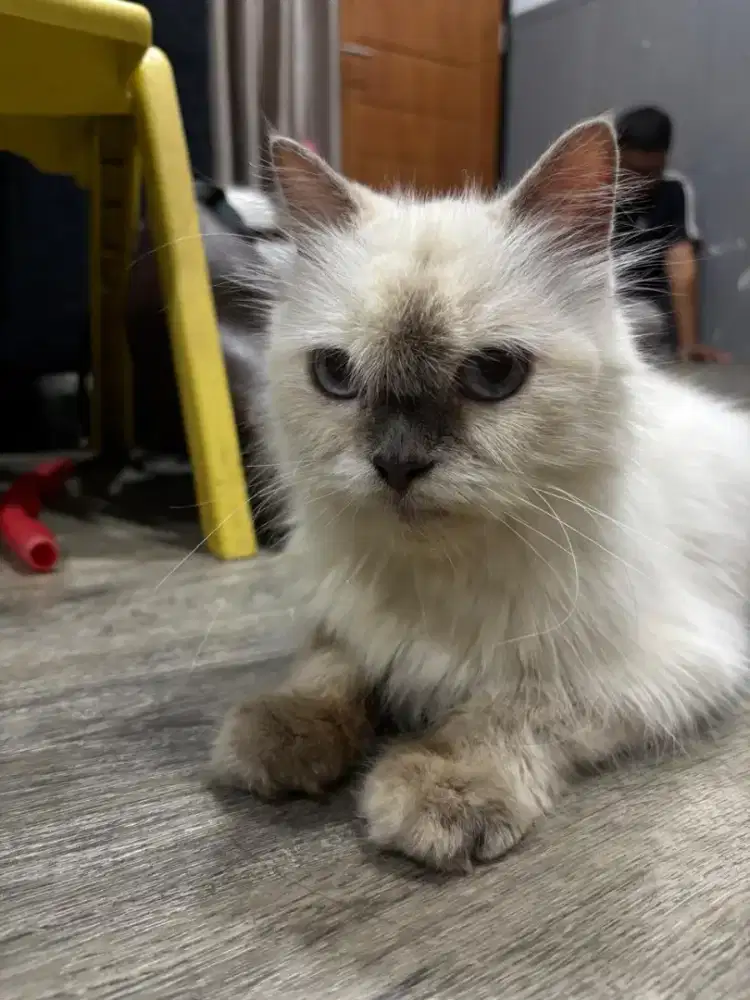Kucing Himalaya Betina + 2 Anak + Kandang dan peralatan