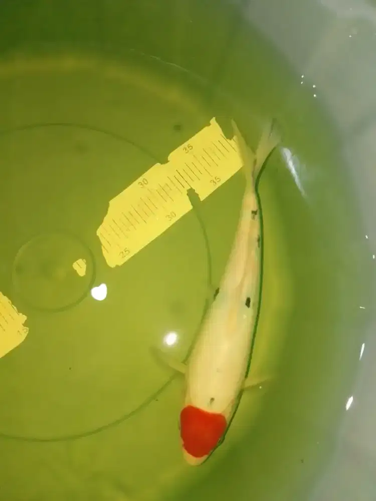 Ikan koi jenis Tancho Sanke 29cm bagus