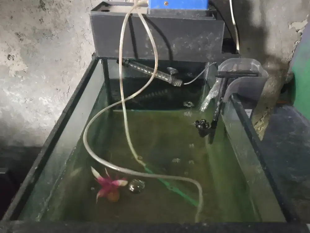 Aquarium plus isi