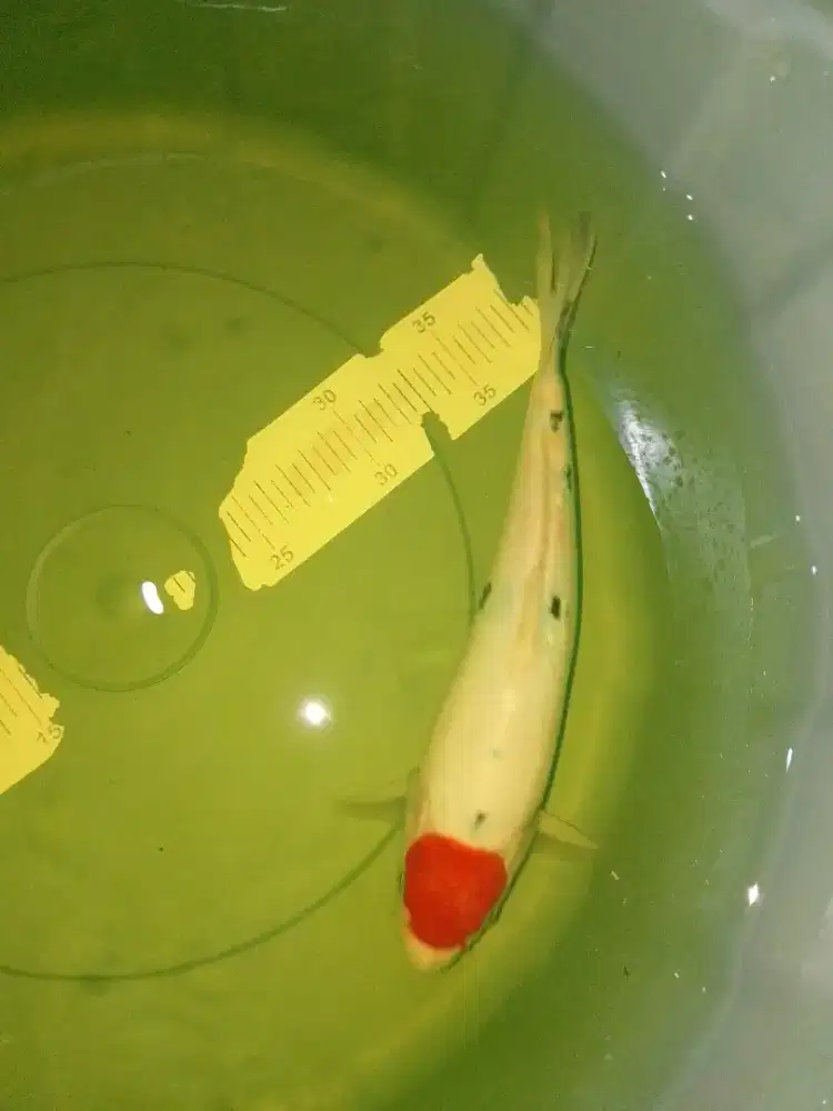 Ikan koi jenis Tancho Sanke 29cm
