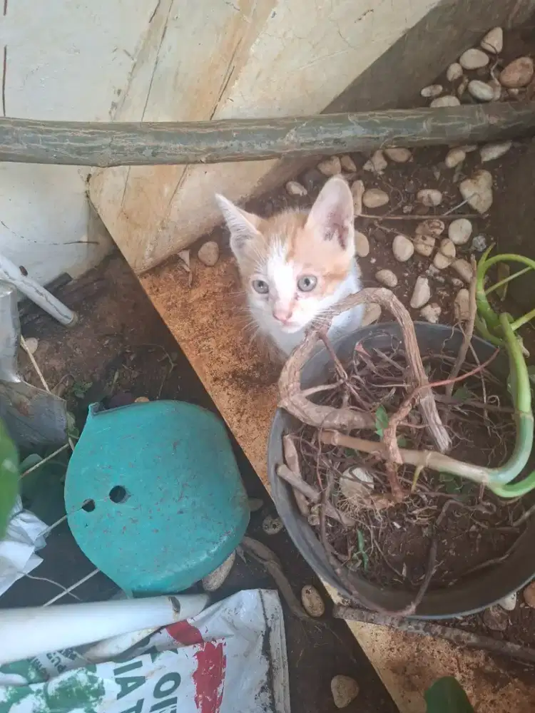 FREE ADOPSI KUCING LUCU ±1,5 BULAN — BUTUH RUMAH & KELUARGA PENYAYANG