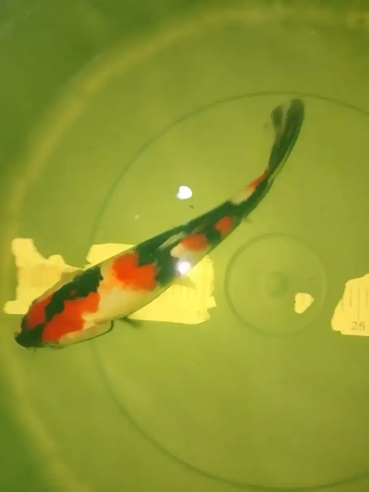 Ikan koi jenis Showa 26cm HQ