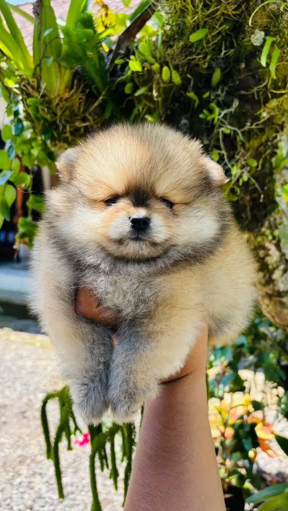 Pomeranian Puppy