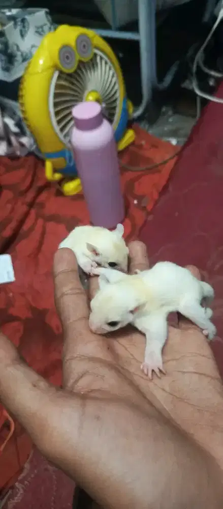 Sugar glider leucsitc