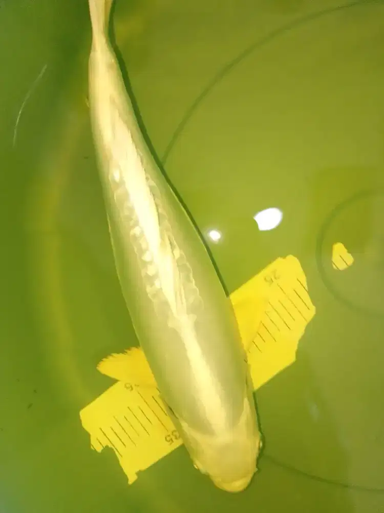Ikan koi jenis Platinum Doitsu Aragoke size 33cm
