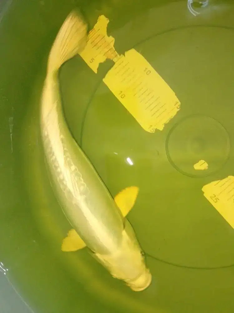 Ikan koi jenis Platinum Doitsu Aragoke 33cm