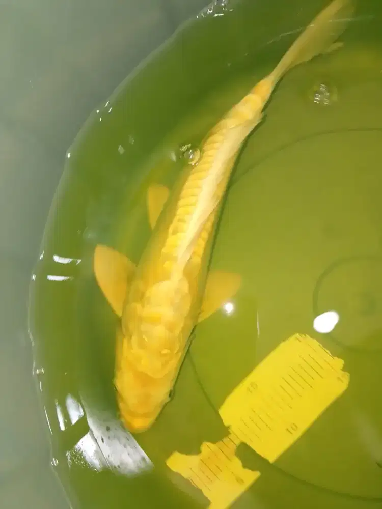 Ikan koi jenis Mukashi Doitsu Aragoke 33cm