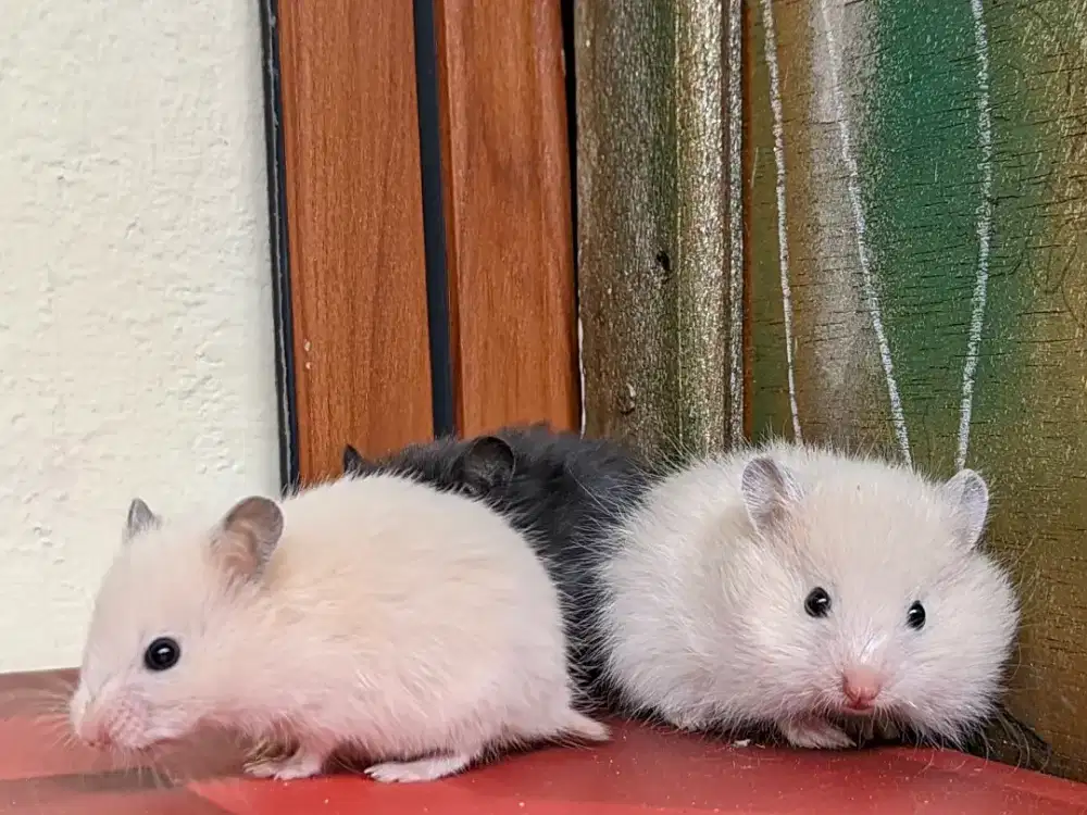 Hamster Syrian Warna Putih Lucu