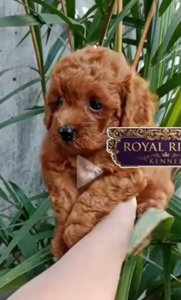 Fawn Toy Poodle