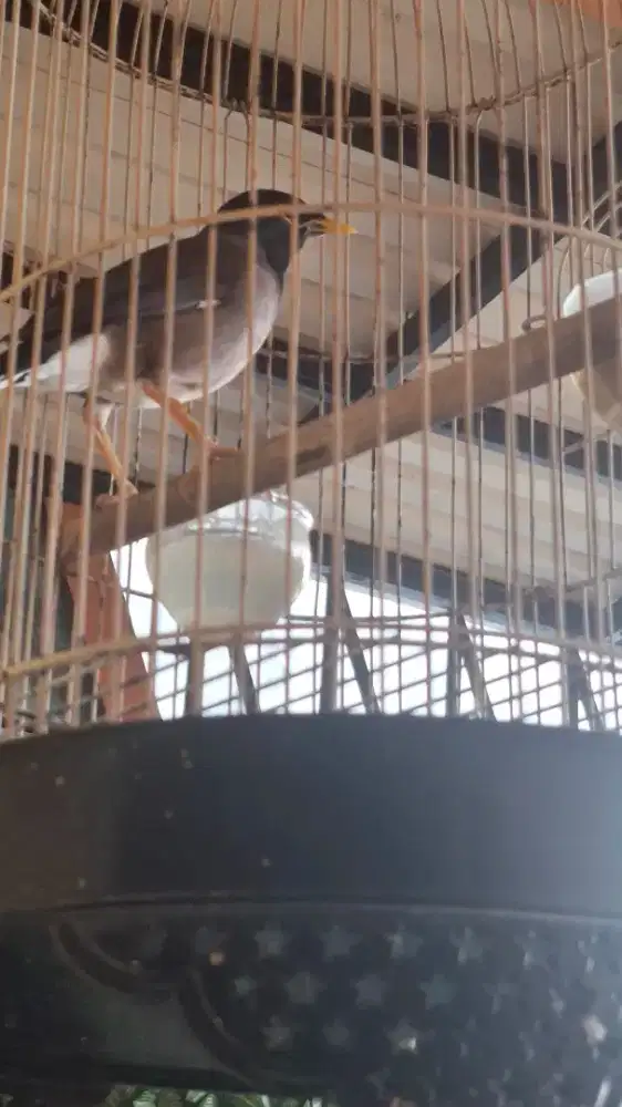 di jual burung jalak.nias