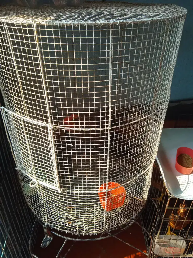 Kandang burung atau ayam Kate yg berdiri kondisi baik siap huni