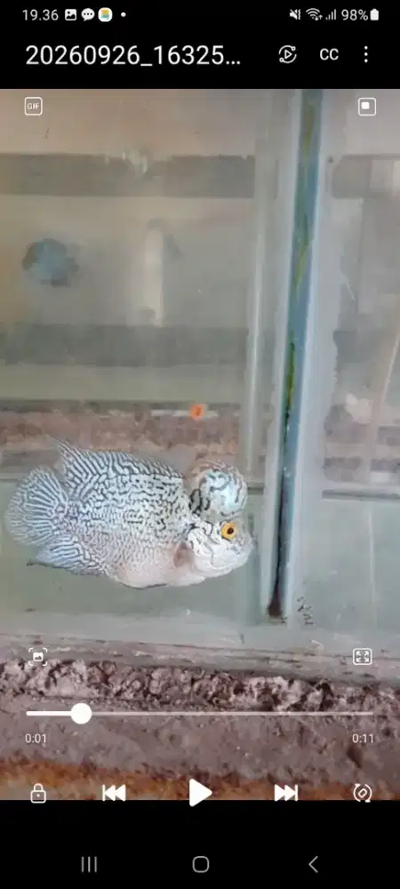 Ikan louhan SRM