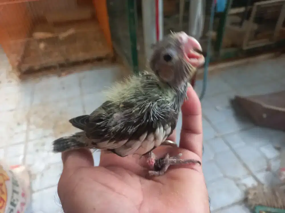 Baby falk lolohan