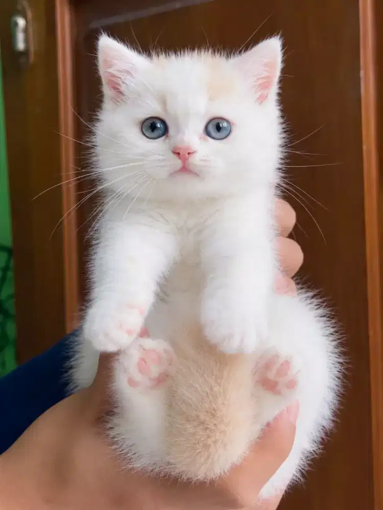 Kitten British Shorthair female line import