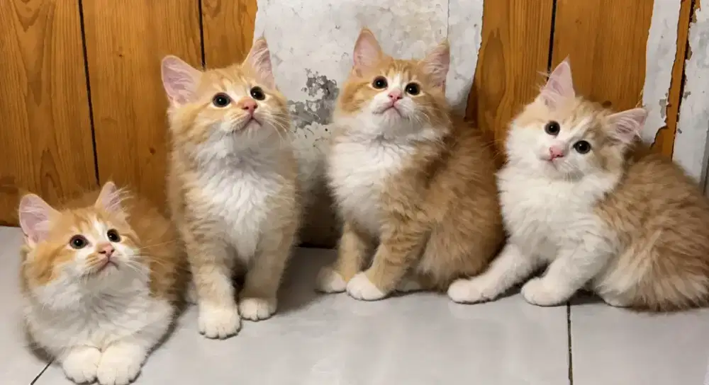 Kucing kitten persia mix mainecoon / anggora / himalaya / peaknose
