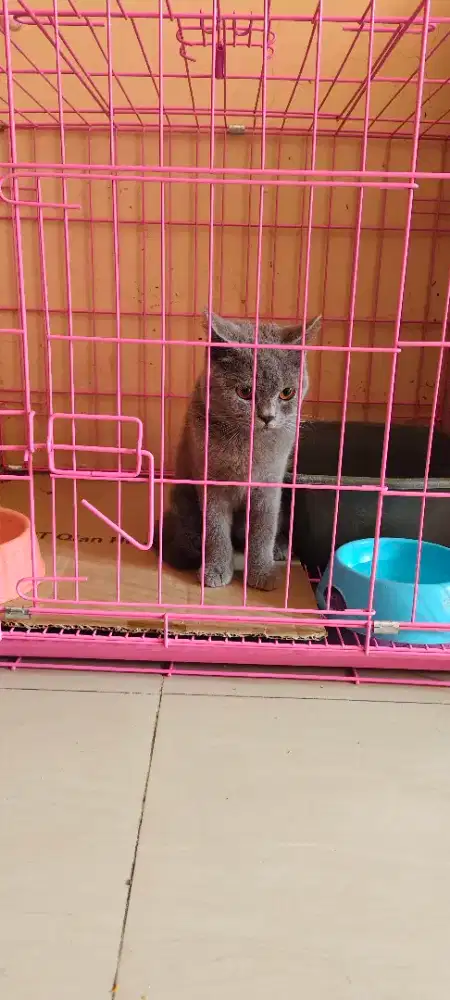 Kucing BSH betina sehat gemuk lincah