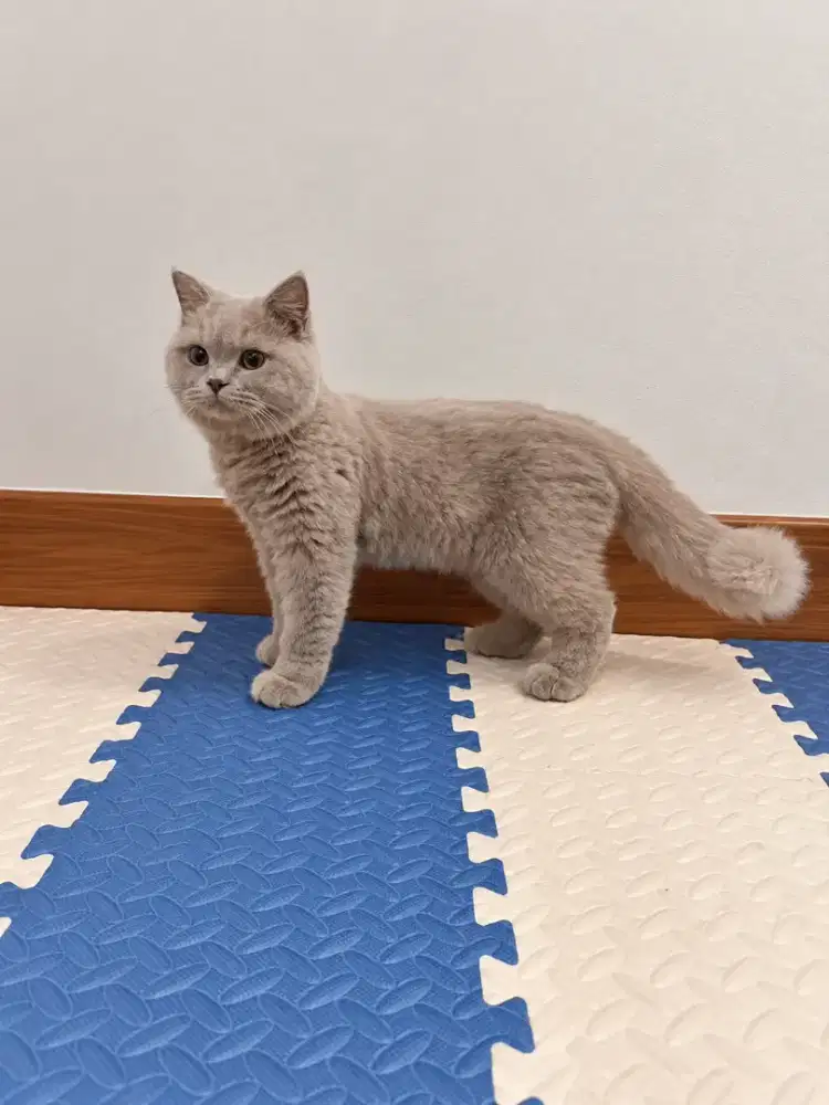 BLH British Longhair Lilac 11 bulan Jantan Vaksin F3
