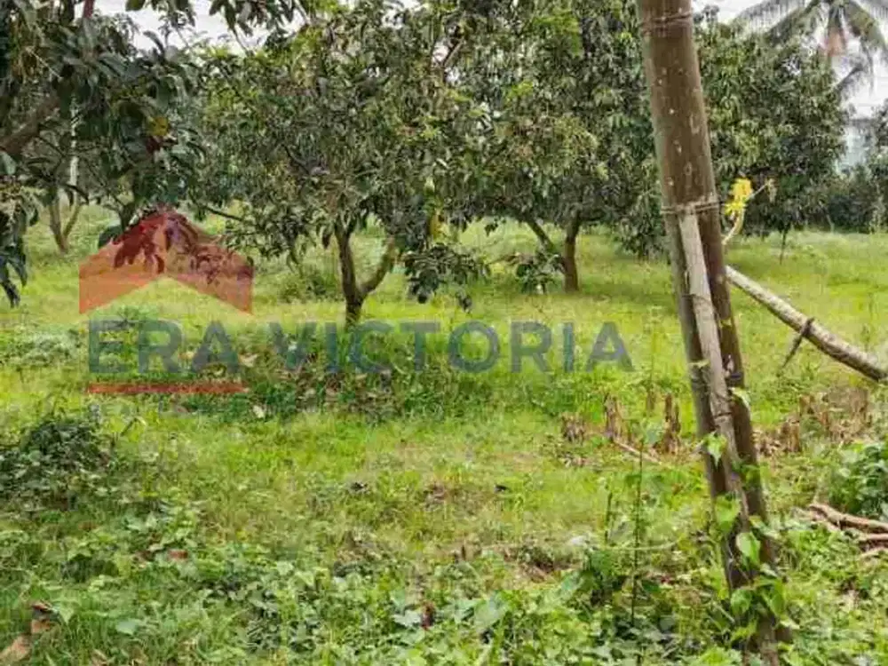 Tanah kebun luas dijual di pakiskembar  pakis malang